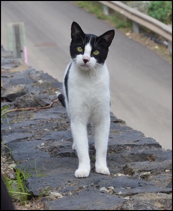 Black and white cat on brick wall